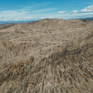 Veritree | Nicola | British Columbia