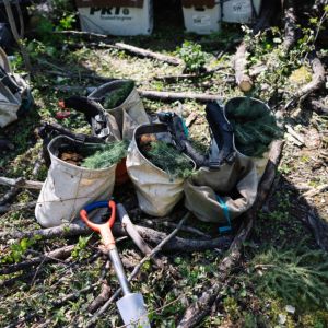 Veritree | Sawle Lake | Alberta