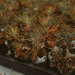 Veritree | Sudbury | Ontario